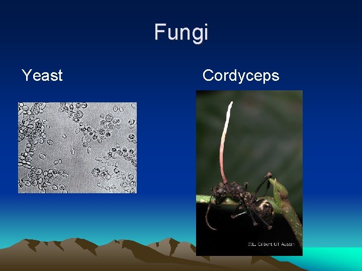 Fungi Yeast Cordyceps 