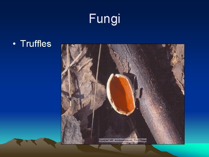 Fungi • Truffles 