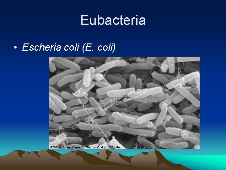 Eubacteria • Escheria coli (E. coli) 