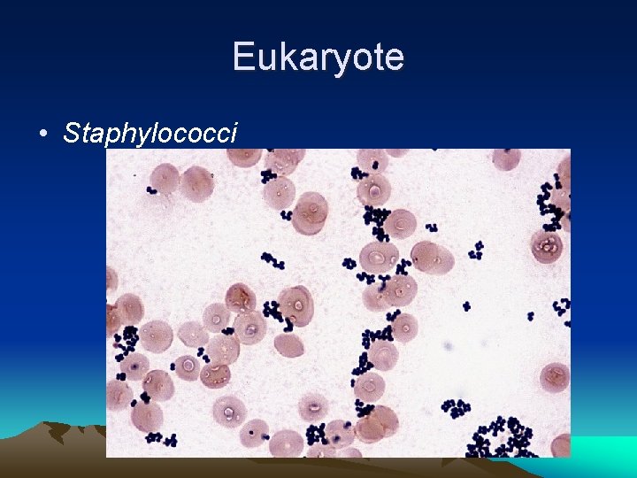 Eukaryote • Staphylococci 