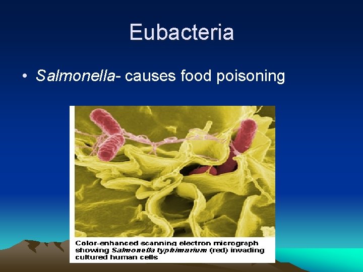 Eubacteria • Salmonella- causes food poisoning 