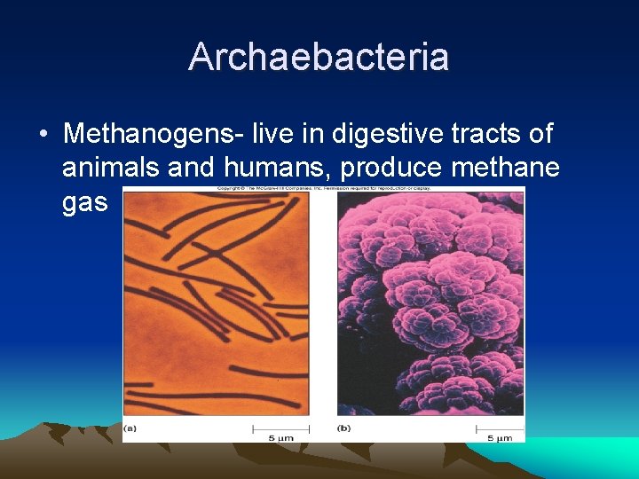 Archaebacteria • Methanogens- live in digestive tracts of animals and humans, produce methane gas