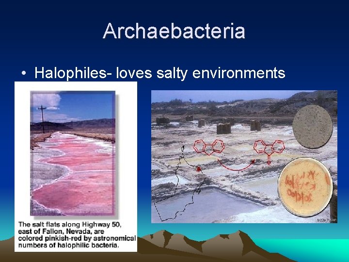 Archaebacteria • Halophiles- loves salty environments 