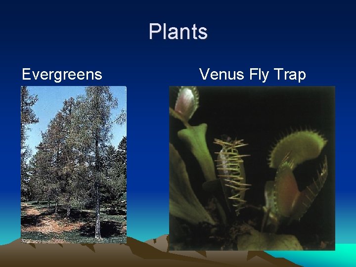 Plants Evergreens Venus Fly Trap 