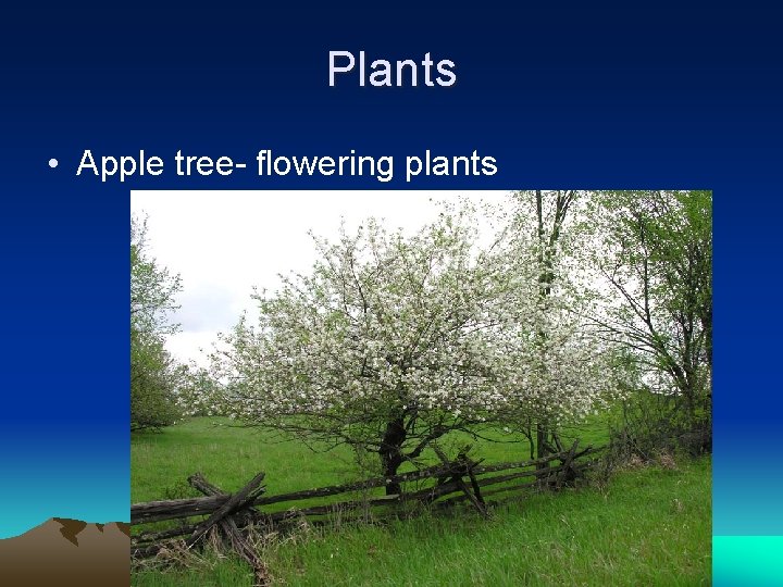 Plants • Apple tree- flowering plants 