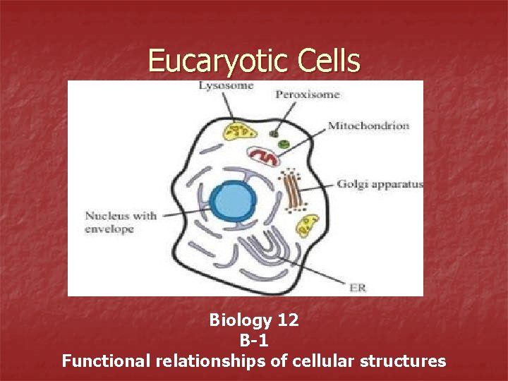 Eucaryotic Cells Biology 12 B-1 Functional relationships of cellular structures 