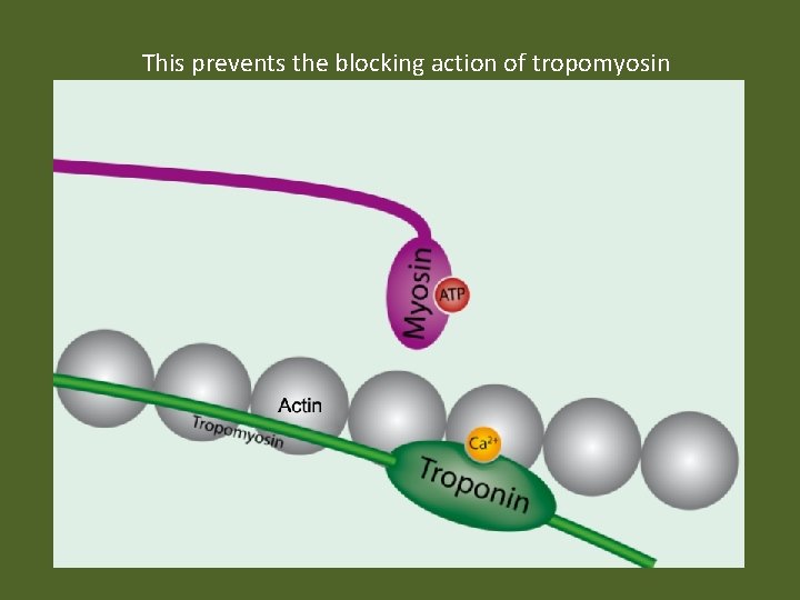 This prevents the blocking action of tropomyosin 