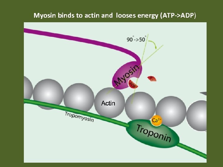 Myosin binds to actin and looses energy (ATP->ADP) 