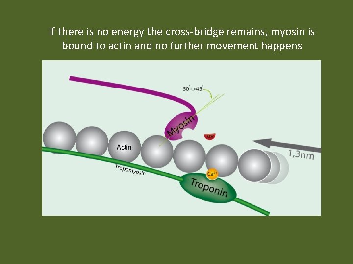 If there is no energy the cross-bridge remains, myosin is bound to actin and