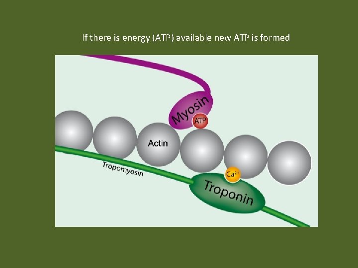 If there is energy (ATP) available new ATP is formed 