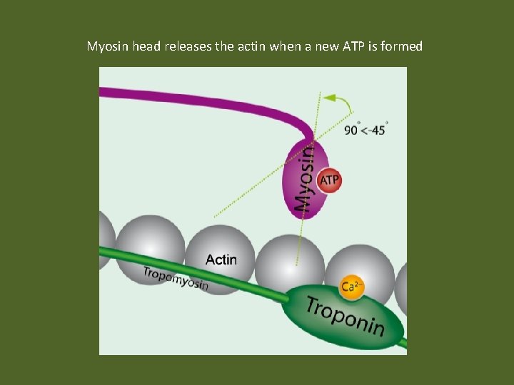 Myosin head releases the actin when a new ATP is formed 