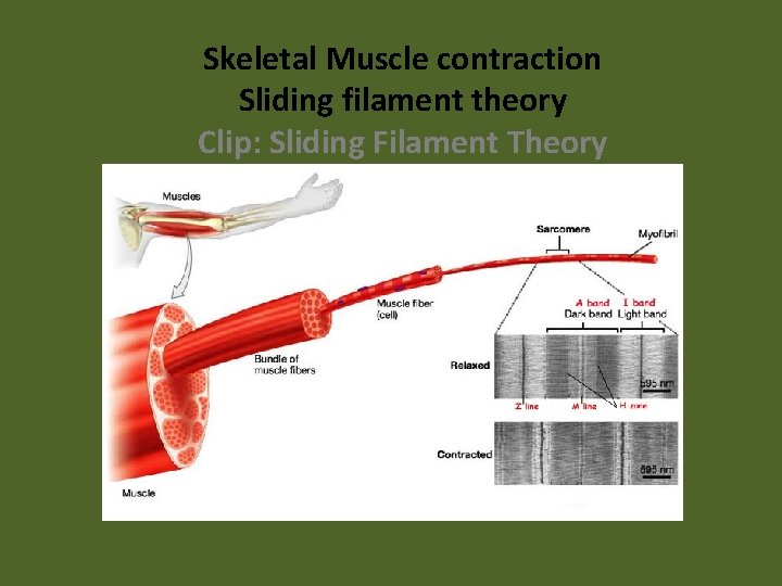 Skeletal Muscle contraction Sliding filament theory Clip: Sliding Filament Theory 