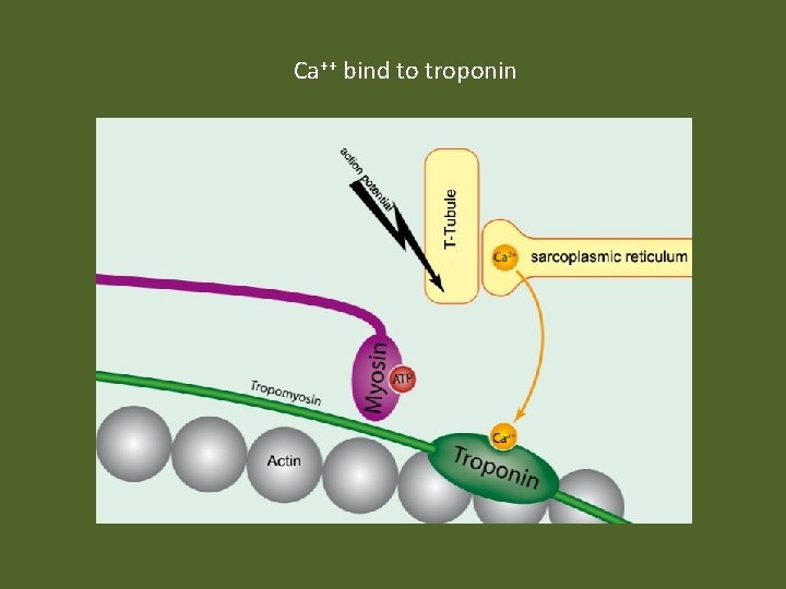 Ca++ bind to troponin 