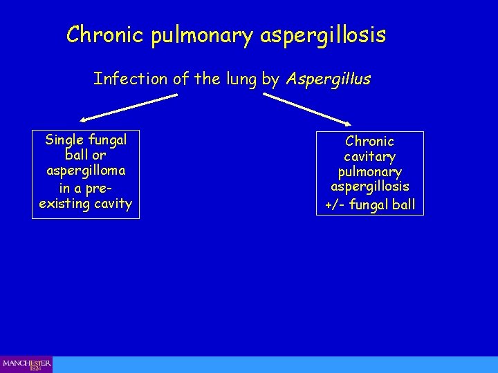 Chronic pulmonary aspergillosis Infection of the lung by Aspergillus Single fungal ball or aspergilloma