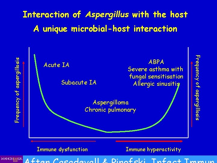 Interaction of Aspergillus with the host Acute IA Subacute IA ABPA Severe asthma with