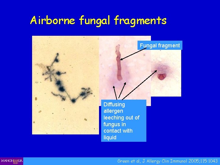 Airborne fungal fragments Fungal fragment Diffusing allergen leeching out of fungus in contact with
