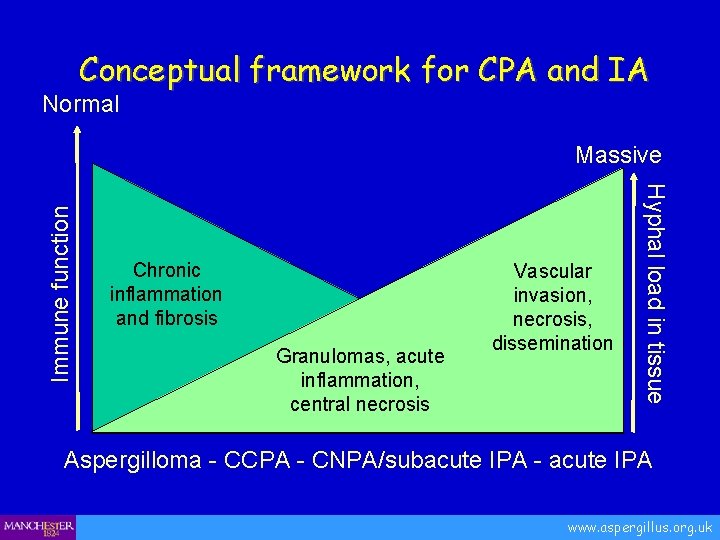 Conceptual framework for CPA and IA Normal Chronic inflammation and fibrosis Granulomas, acute inflammation,