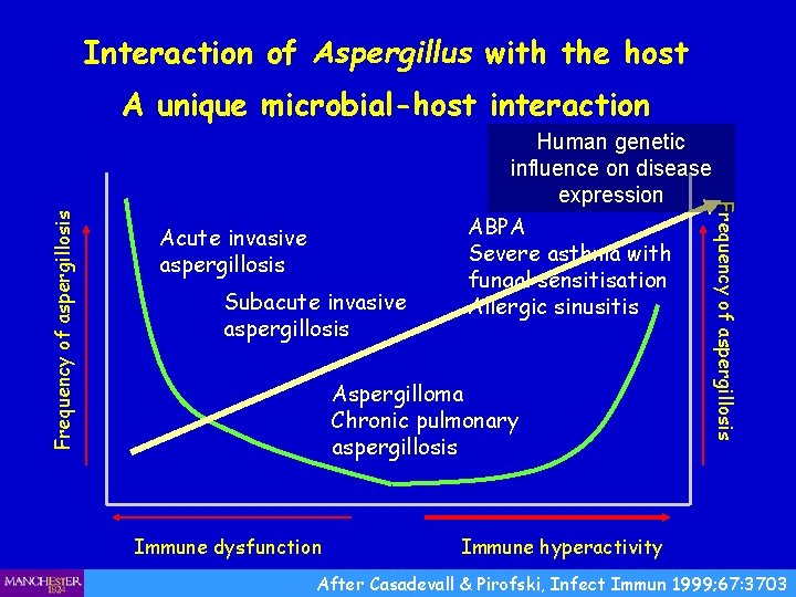 Interaction of Aspergillus with the host Acute invasive aspergillosis Subacute invasive aspergillosis Human genetic
