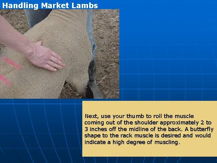 Handling Market Lambs Next, use your thumb to roll the muscle coming out of