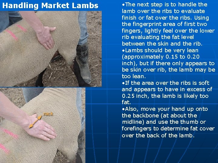 Handling Market Lambs • The next step is to handle the lamb over the Handling Market Lambs • The next step is to handle the lamb over the
