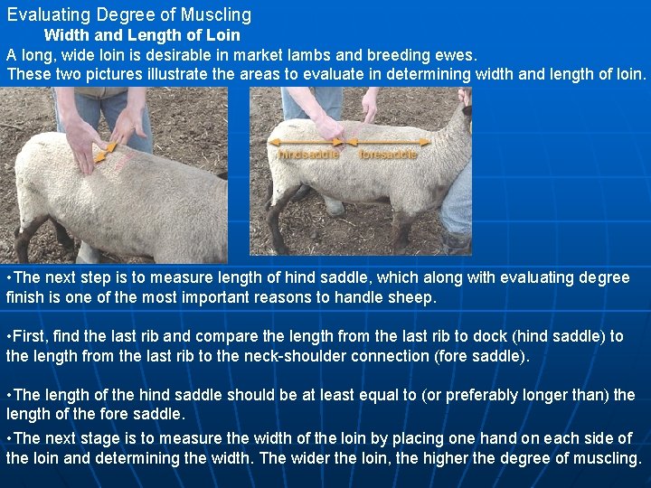 Evaluating Degree of Muscling Width and Length of Loin A long, wide loin is