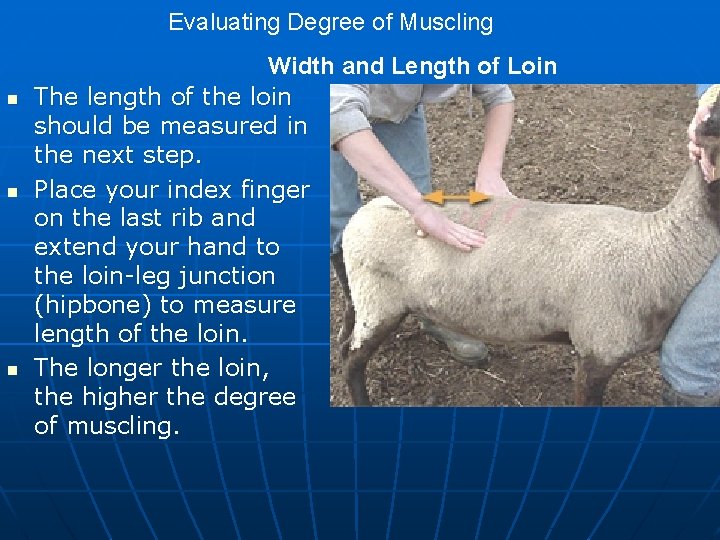 Evaluating Degree of Muscling n n n Width and Length of Loin The length Evaluating Degree of Muscling n n n Width and Length of Loin The length