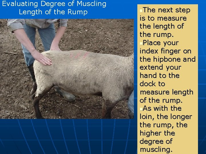 Evaluating Degree of Muscling Length of the Rump The next step is to measure