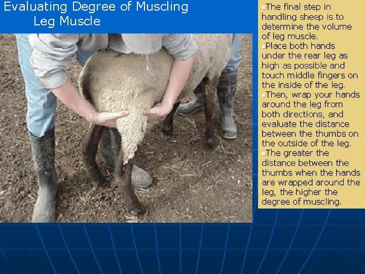 Evaluating Degree of Muscling Leg Muscle n. The final step in handling sheep is