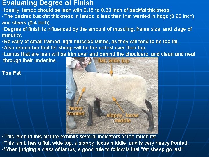 Evaluating Degree of Finish • Ideally, lambs should be lean with 0. 15 to