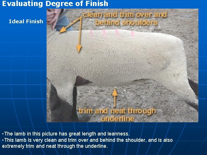 Evaluating Degree of Finish Ideal Finish • The lamb in this picture has great