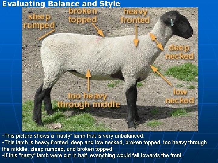 Evaluating Balance and Style • This picture shows a "nasty" lamb that is very Evaluating Balance and Style • This picture shows a "nasty" lamb that is very