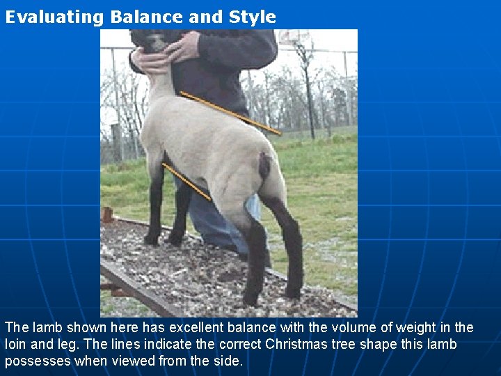 Evaluating Balance and Style The lamb shown here has excellent balance with the volume