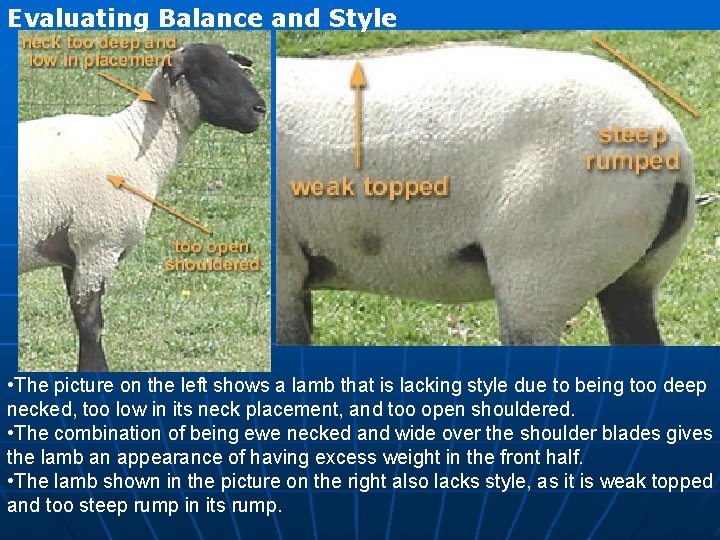 Evaluating Balance and Style • The picture on the left shows a lamb that Evaluating Balance and Style • The picture on the left shows a lamb that