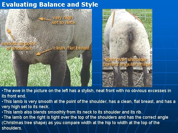 Evaluating Balance and Style • The ewe in the picture on the left has Evaluating Balance and Style • The ewe in the picture on the left has