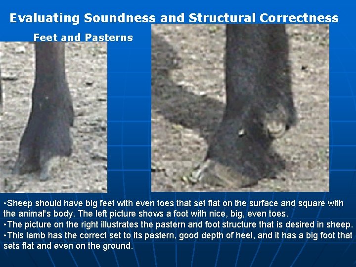 Evaluating Soundness and Structural Correctness Feet and Pasterns • Sheep should have big feet Evaluating Soundness and Structural Correctness Feet and Pasterns • Sheep should have big feet