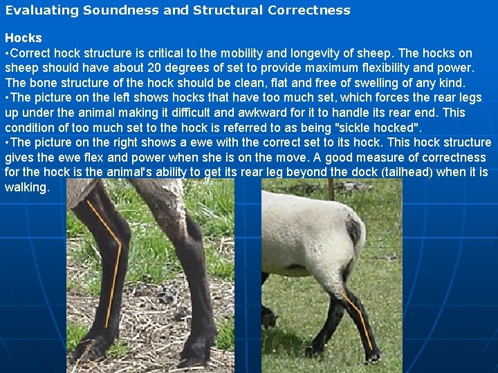 Evaluating Soundness and Structural Correctness Hocks • Correct hock structure is critical to the Evaluating Soundness and Structural Correctness Hocks • Correct hock structure is critical to the