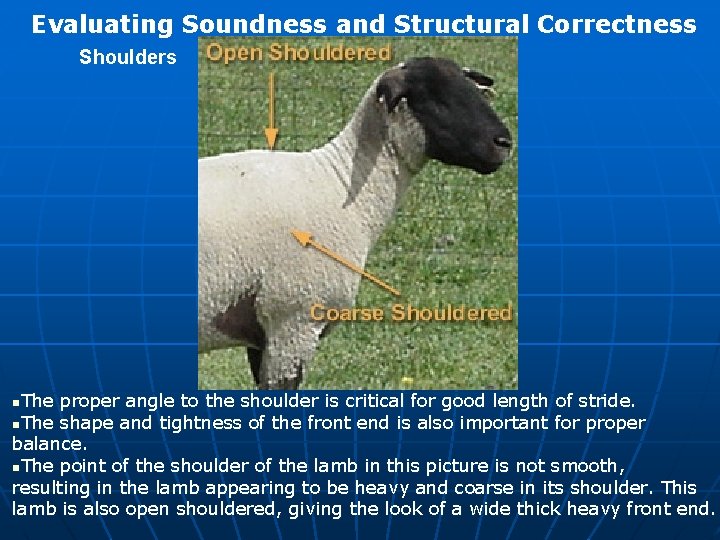 Evaluating Soundness and Structural Correctness Shoulders n. The proper angle to the shoulder is