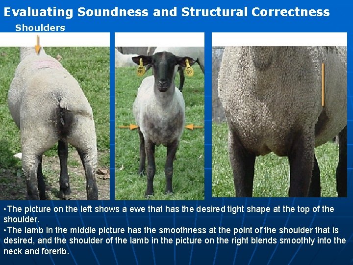 Evaluating Soundness and Structural Correctness Shoulders • The picture on the left shows a