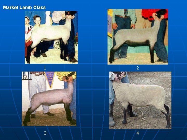 Market Lamb Class 1 2 3 4 