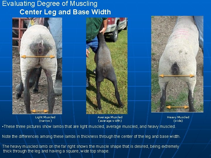 Evaluating Degree of Muscling Center Leg and Base Width Light Muscled (narrow) Average Muscled Evaluating Degree of Muscling Center Leg and Base Width Light Muscled (narrow) Average Muscled