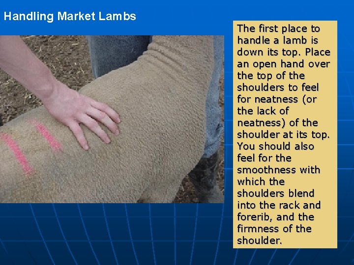 Handling Market Lambs The first place to handle a lamb is down its top.