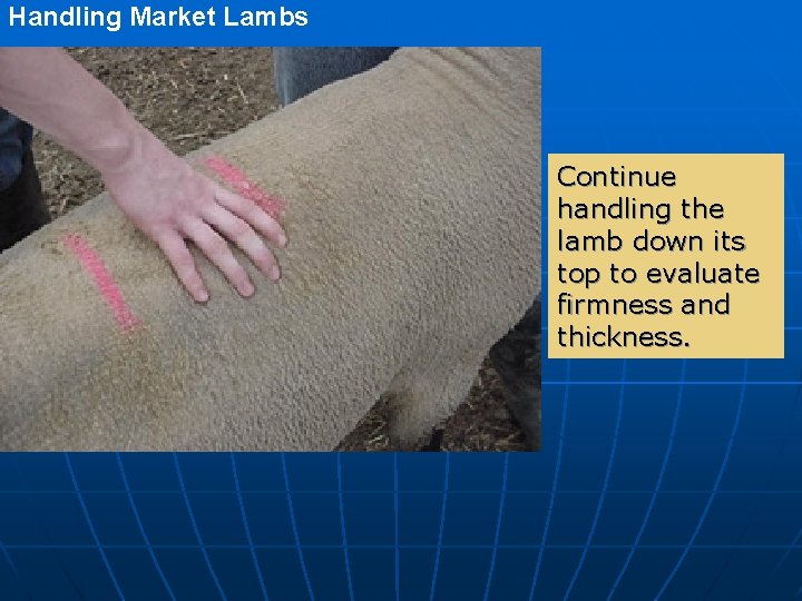 Handling Market Lambs Continue handling the lamb down its top to evaluate firmness and Handling Market Lambs Continue handling the lamb down its top to evaluate firmness and
