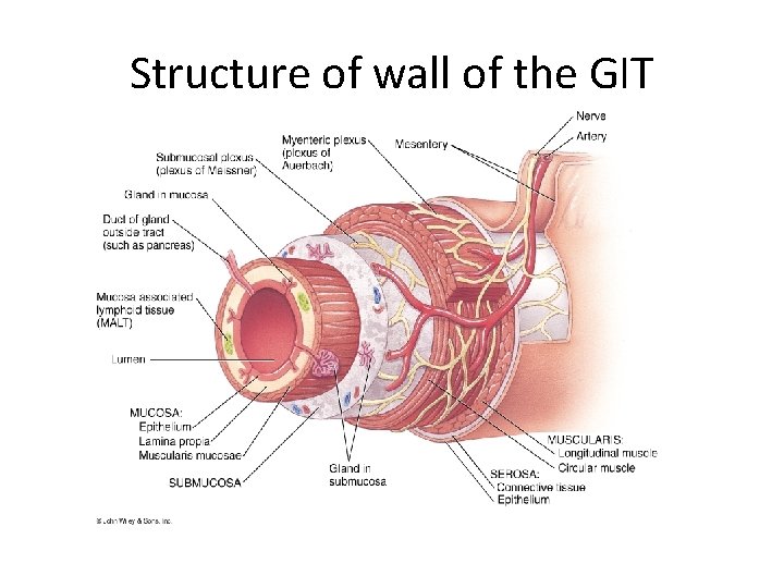 Structure of wall of the GIT 