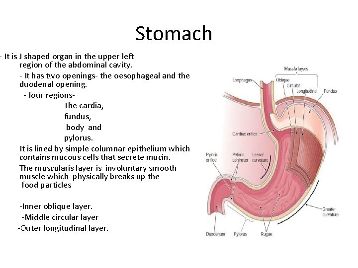 Stomach - It is J shaped organ in the upper left region of the