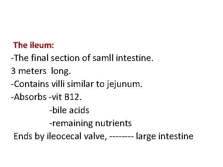 The ileum: -The final section of samll intestine. 3 meters long. -Contains villi similar