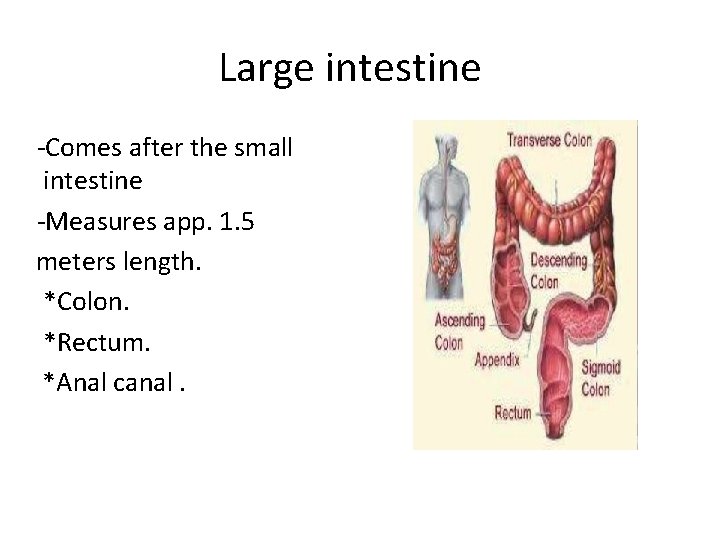 Large intestine -Comes after the small intestine -Measures app. 1. 5 meters length. *Colon.