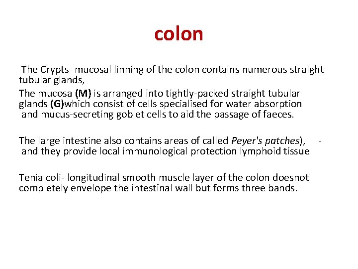 colon The Crypts- mucosal linning of the colon contains numerous straight tubular glands, The