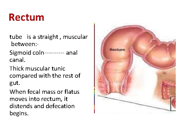 Rectum tube is a straight , muscular between: Sigmoid coln----- anal canal. Thick muscular