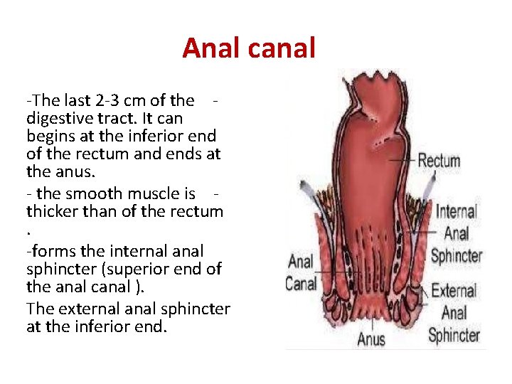 Anal canal -The last 2 -3 cm of the digestive tract. It can begins