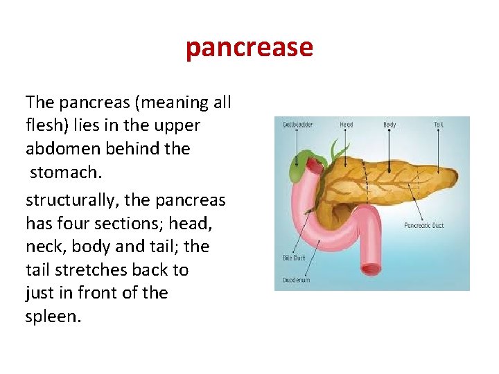 pancrease The pancreas (meaning all flesh) lies in the upper abdomen behind the stomach.